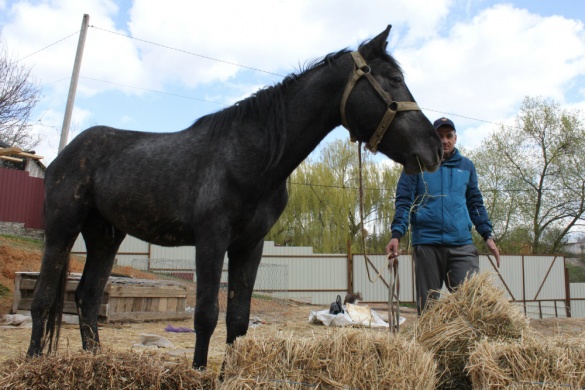 В Умані власник коня запевняє, що не знущався над твариною