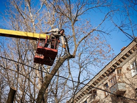 Більше сотні аварійних дерев зріжуть у Черкасах