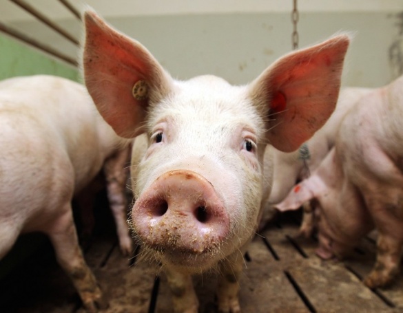 На Черкащині виявили африканську чуму свиней