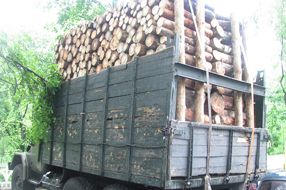 На Черкащині правоохоронці затримали крадіїв лісу (ФОТО)