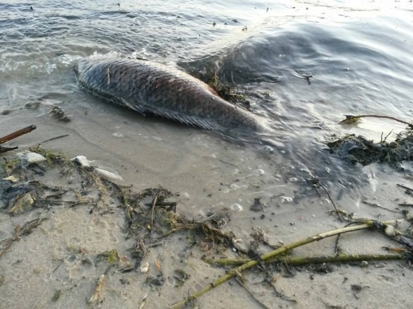 На Черкащині рибалки знайшли багато мертвої риби
