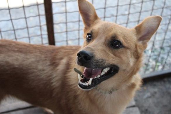 Собаку, який жив у туалеті на Черкащині, забрали нові господарі