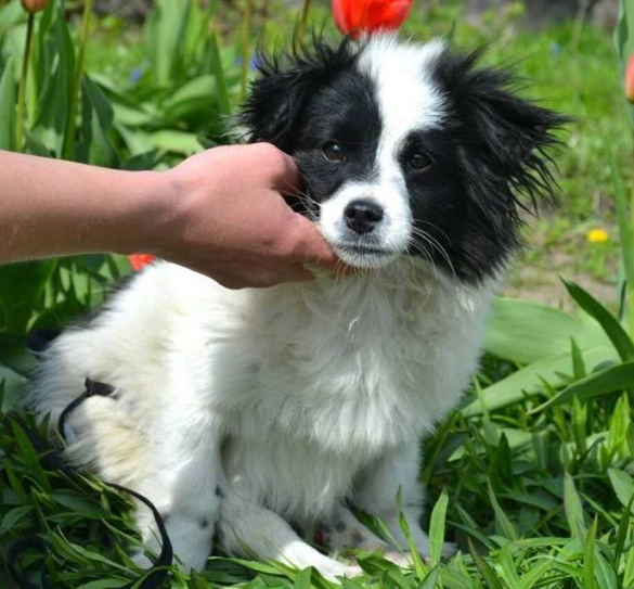 На Черкащині поранена собака змогла ходити за допомогою візочку (ВІДЕО)
