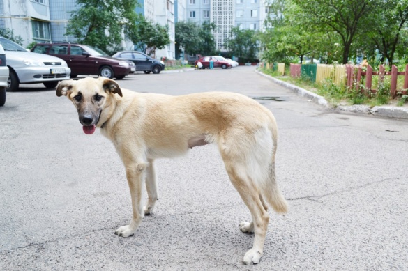 У Черкасах шукають новий дім для лагідної та вірної собаки (ФОТО)