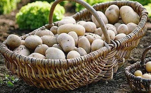 Захмарні ціни: на черкаських ринках картопля на вагу золота