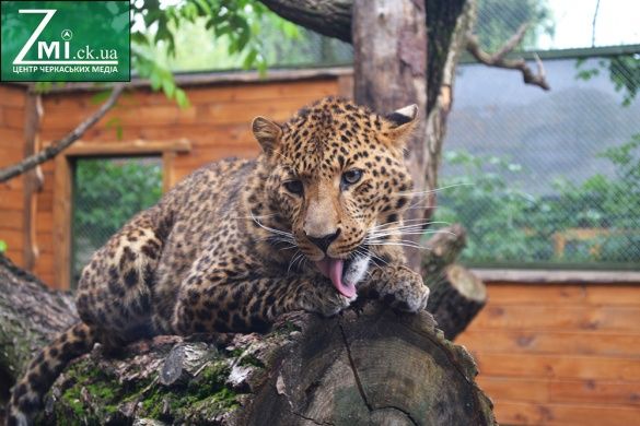 Нові вольєри та більша територія: черкаський зоопарк продовжать реконструювати