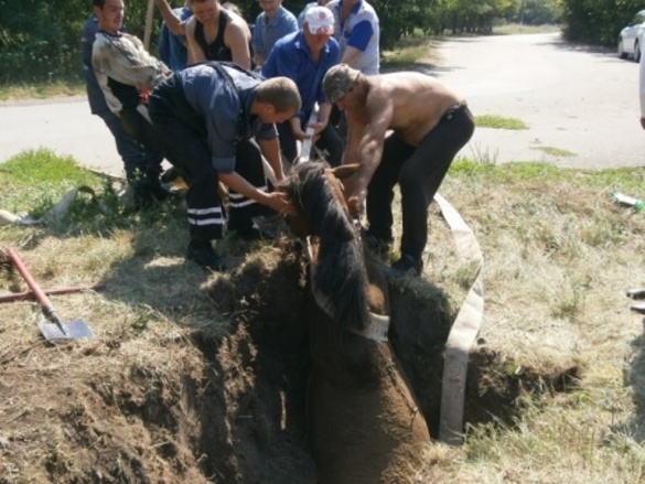 На Черкащині кінь провалився у чотирьохметрову яму  (ФОТО)