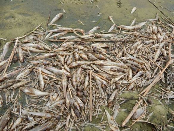На Черкащині у Дніпрі зафіксували масову загибель риби (Фотофакт)