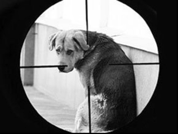 На Черкащині викрили живодерів, які вистрілювали собаку (ФОТО)