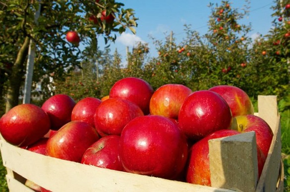 У Черкаській області буде найгірший урожай яблук за останні шість років