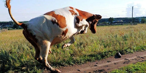 На Черкащині корова вбила літню жінку