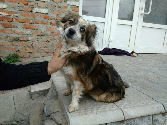 Уманським безпритульним собакам знайшли домівку в Європі