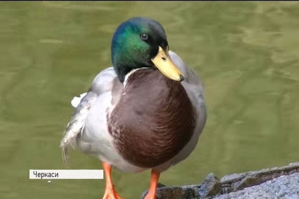 Не відлітають у теплі краї: черкаський парк заполонили дикі качки