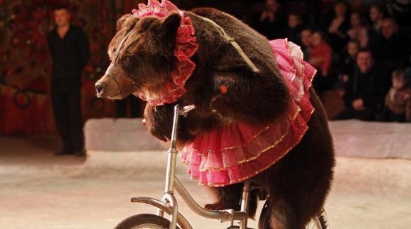У Черкасах заборонили пересувні цирки та виставки тварин