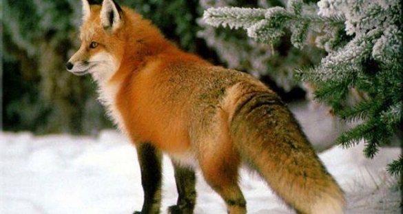 Незабаром на Черкащині відкриється сезон полювання на копитних тварин та хутрових звірів