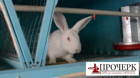 У центрі Черкас вирощують понад півтисячі кроликів (ФОТО)
