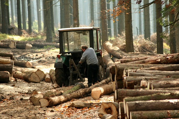Вирубав дерев на 23 тисячі: черкащанин за порубку дерев на території заказника постане перед судом