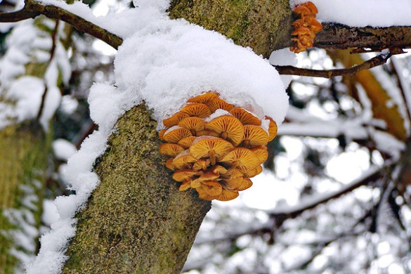 Через аномально теплу погоду у лісах Черкащини повно грибів (ФОТО)