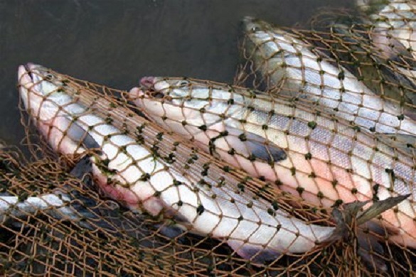Риби на понад 12 тис. грн: у Черкаській області знайшли вилов браконьєрів