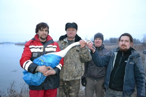 На Черкащині врятували від холоду хворого лебедя (ФОТО)