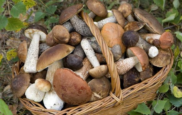 Черкащани серед зими збирають повні кошики грибів (ВІДЕО)