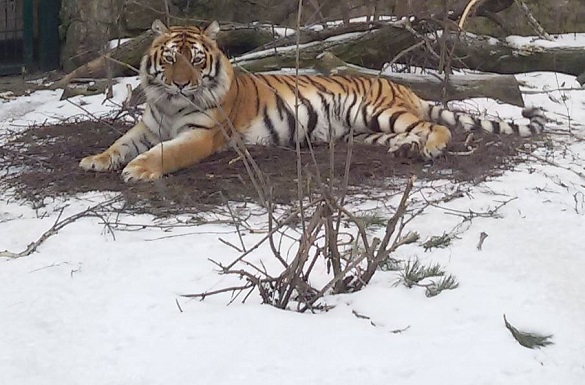 Як зимують мешканці черкаського зоопарку? (ФОТО)