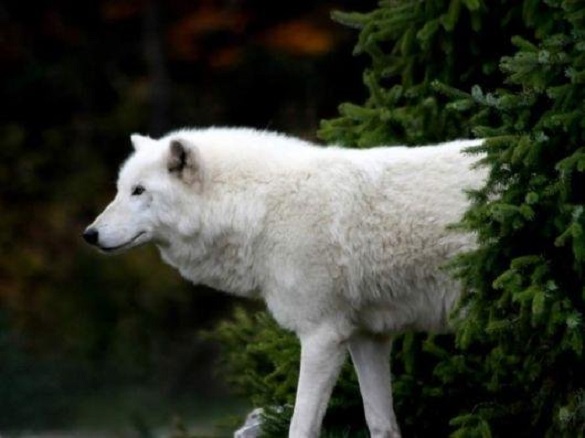 У лісі на Черкащині бачили вовка-альбіноса