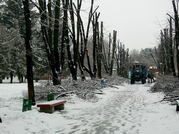Підготовка до весни: у черкаських парках обрізають дерева (ФОТО)