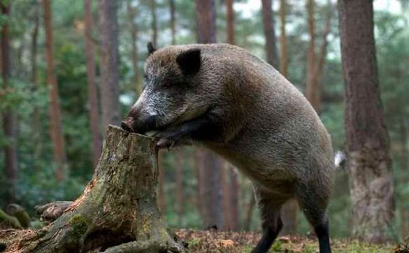 Фахівці підрахували, скільки диких тварин на Черкащині