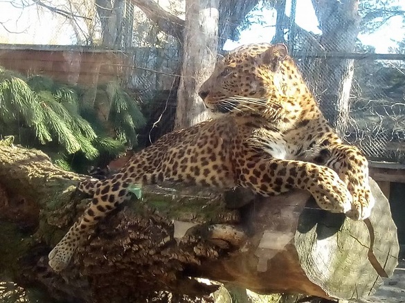 Довгоочікувана весна: мешканці черкаського зоопарку ніжаться на сонці (ФОТО)