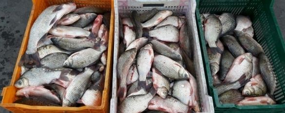 У Черкасах жінка продавала рибу сумнівної якості (ВІДЕО)