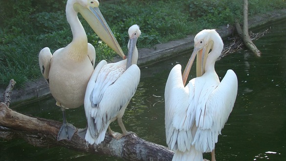 У черкаському зоопарку оселилися пелікани, яких знайшли на узбережжі Дніпра (ФОТО, ВІДЕО)
