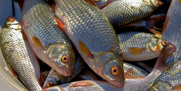 Стало відомо, на яку суму наловили браконьєри риби на Черкащині