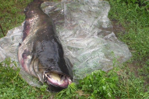 Рибалка спіймав велетенського сома в Дніпрі на Черкащині (ФОТО)