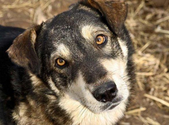 У Придніпровському районі Черкас труїли безпритульних собак