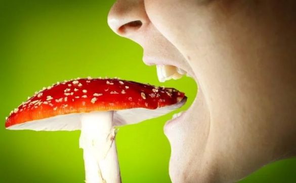 Пенсіонери отруїлися дикорослими грибами, які зібрали у лісах Черкащини