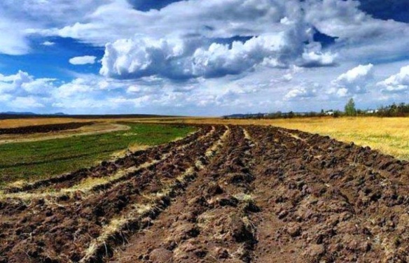 За безцінь для селян та безцінна для орендарів: яка ціна землі на Черкащині