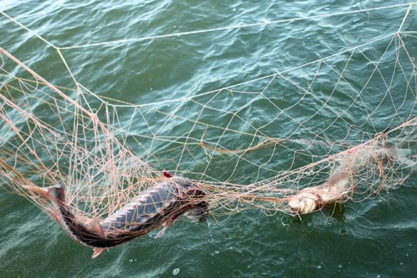 Золотоніський браконьєр упіймав риби на понад чотири тисячі гривень