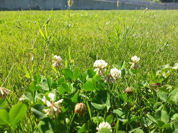 На футбольному полі черкаського стадіону за 4,5 мільйонів розцвіли квіти (фотофакт)