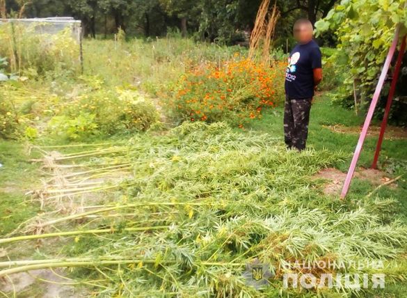 Житель Лисянщини на власному городі вирощував триметрові коноплі (ФОТО)