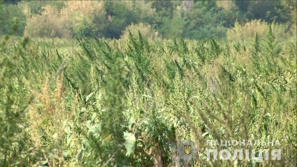 На Черкащині виявили масштабну плантацію конопель (ФОТО, ВІДЕО)