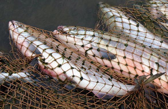 Не гребують навіть мальками: у черкаському рибоохоронному патрулі розповіли про браконьєрів