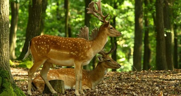 Камера спостереження в одному з черкаських лісів зафільмувала родину оленів (ВІДЕО)