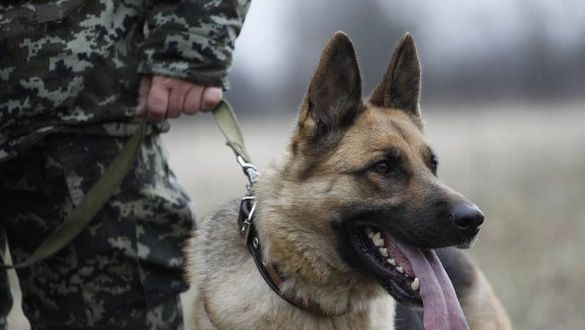 На Черкащині службовий пес допоміг знайти хлопчика, який заблукав у лісі