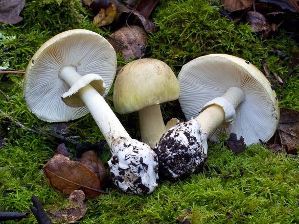 На Черкащині зареєстрували нові випадки отруєння грибами, серед постраждалих дитина