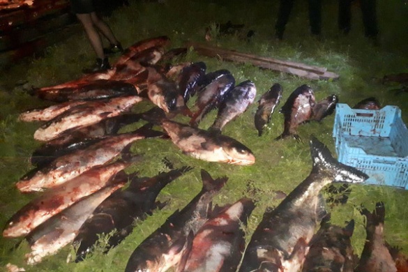 У Черкасах затримали вантажівку з рибою, яку виловили незаконним способом (ФОТО)