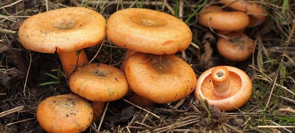 У Черкаській області реєструють нові випадки отруєння грибами