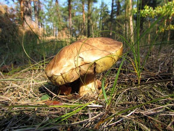 У Черкаській області померла дитина від отруєння грибами