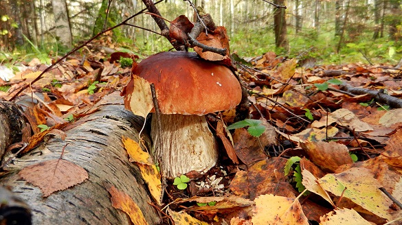 Стало відомо, скільки черкащан отруїлися грибами