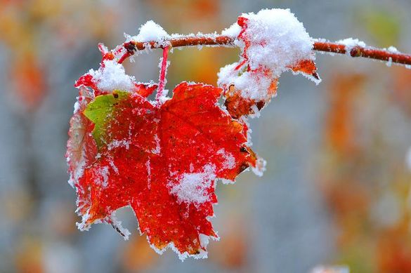 Час одягатися тепліше: на Черкащину насуваються дощі з мокрим снігом